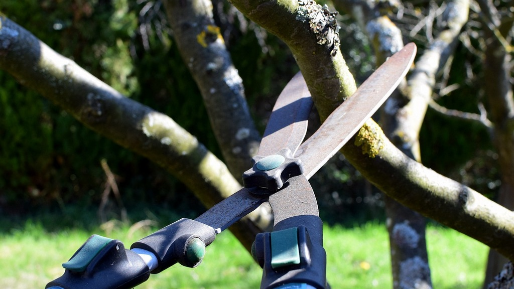 image of pruning sheers cutting small tree limb